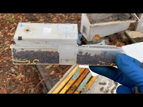 Видео: Ловушки для жука Борьба с Hive beetle