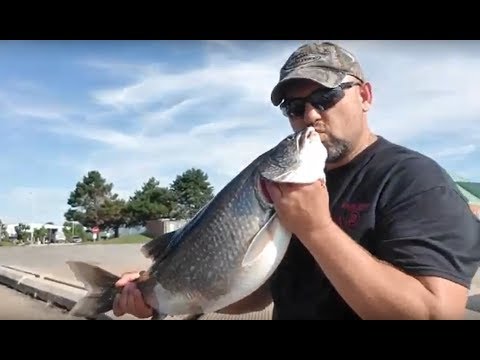 Видео: Рыбалка на озере Мичиган на форель и лосось / Fishing on Lake Michigan for salmon and trout