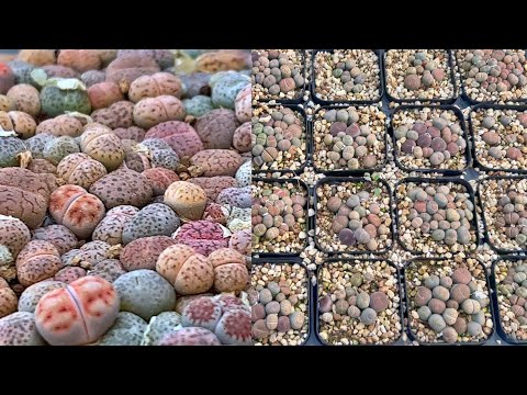 Видео: Как безопасно пересаживать литопсы