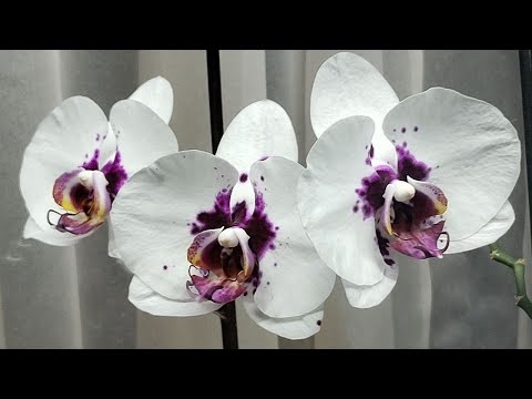 Видео: І знову полиця з квітоносами😊💯💥#peloric#orchid#flowers#nice#phalaenopsis#метелики
