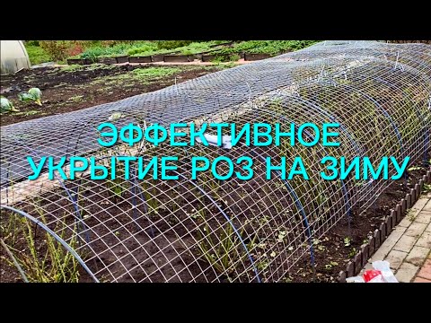 Видео: Как не потерять розы зимой? Мой проверенный способ укрытия роз. Сажаем, укрываем ……🌹🌹🌹