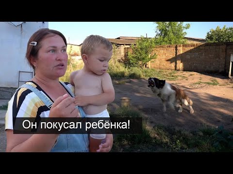 Видео: АГРЕССИВНЫЙ СЕНБЕРНАР держит в страхе всю деревню !