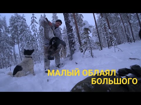 Видео: ТРИ ВЫХОДА ПО БОРОВОЙ. ГЛУХАРЬ УДАЧИ. ТЕТЕРЕВ ИЗ ПОД СОБАКИ В МОРОЗ. БИВАК У КОСТРА.