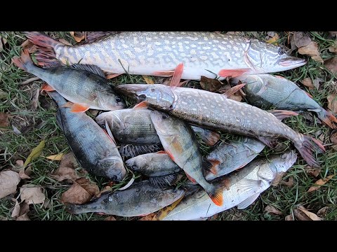 Видео: ТОП!!!ЛУЧШИЙ СИЛИКОН НА ПАССИВНОГО ХИЩНИКА! ЩУКА,СУДАК И ОКУНЬ!!!