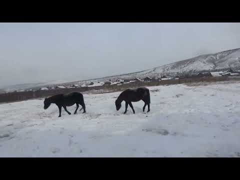 Видео: два черных коня