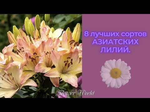Видео: 8 лучших сортов АЗИАТСКИХ ЛИЛИЙ.😍