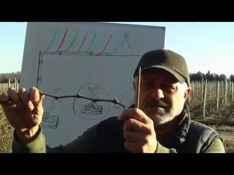 Видео: резитба на лозя  -  кордон 1
