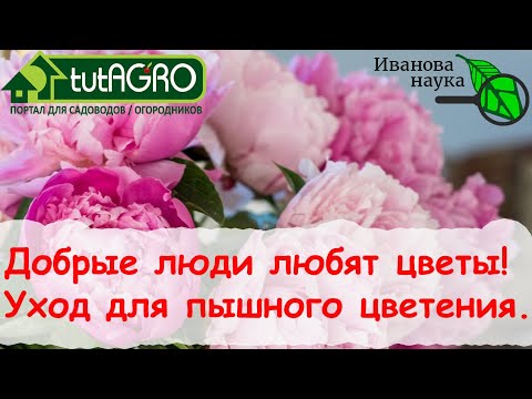 Видео: ОГРОМНЫЕ ШАПКИ ПИОНОВ - ДЛЯ ВАС! ЛУЧШЕ ПОДКОРМКИ НЕ НАЙТИ!