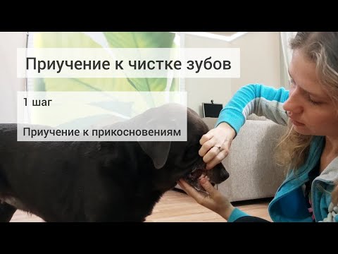 Видео: Как приучить к чистке зубов собаку. 1 шаг