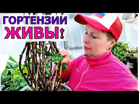 Видео: Гортензии не сгнили в погребе! Как пересадить? Какой грунт делаю?