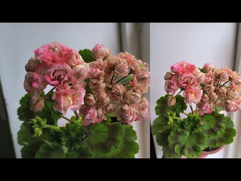 Видео: ГЕРАНЬ ГУЛУ ЖАЛБЫРАГЫ САРГАЙЫП ЖАТАТ🍂