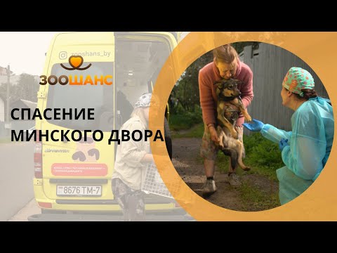 Видео: Канарейка в Минске: спасение двора с десятками собак