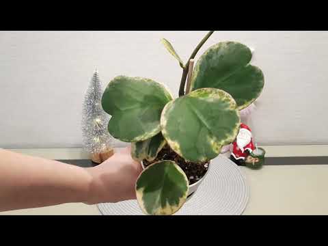 Видео: /ТОП- 10 самых любимых, красивых хой в нашей коллекции/💘🌱