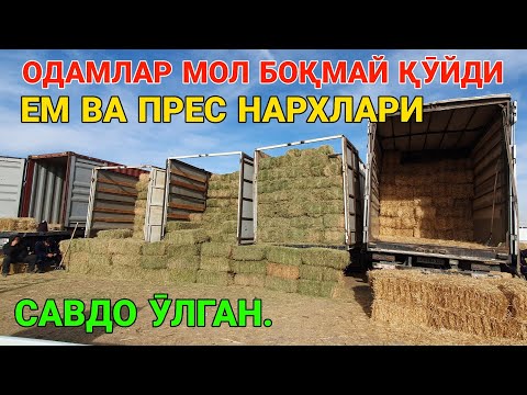 Видео: МОЛ БОҚМАЙ ҚӮЙИШДИ. САВДО ӮЛГАН. ЕМ ВА БЕДА, СОМОН ПРЕС НАРХЛАРИ. ҚАШҚАДАРЁ ҚАМАШИ РИОНЕРКА. 8-НОЯБР