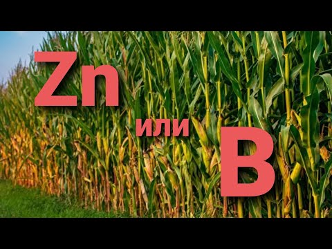 Видео: Цинк или Бор, что лучше для кукурузы? .