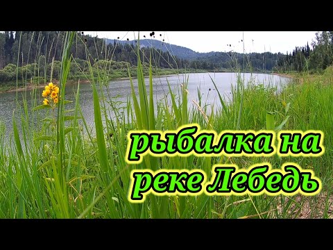 Видео: Рыбалка на реке Лебедь на спиннинг 👆