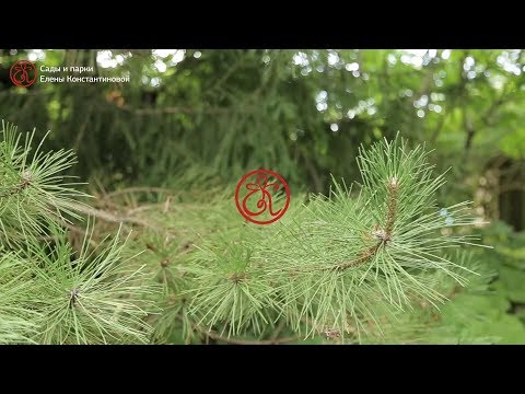 Видео: Парк на границе света и тени