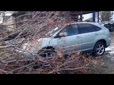 Видео: Шторм на базе. Повалило деревья. Света NET. 3bro