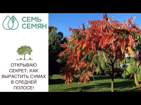 Видео: РОСКОШНЫЕ ЛИСТЬЯ И УДИВИТЕЛЬНЫЕ ЦВЕТЫ - КАК ВЫРАСТИТЬ СУМАХ В НАШИХ САДАХ!