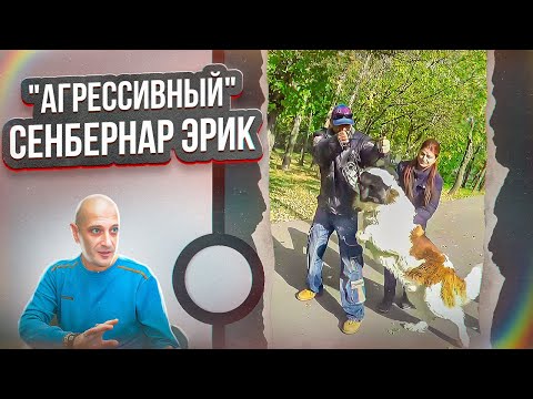 Видео: "Агрессивный" Сенбернар Эрик