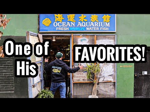 Видео: Опытный заводчик аквариумных рыб посетил магазин аквариумных рыбок!