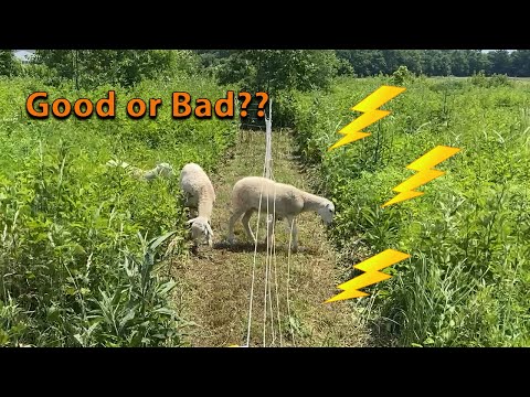 Видео: ПОПЫТКА приучить нашу новую ОВЕЦ к электрическому забору