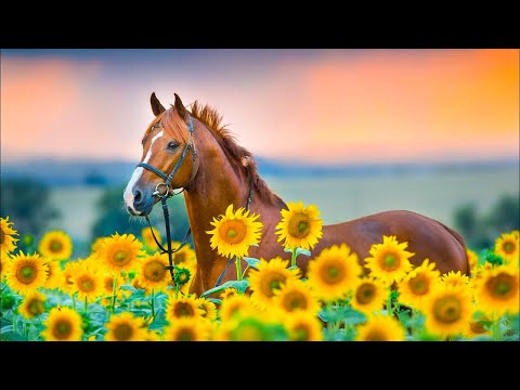 Видео: самая красивая музыка🌿 поможет вам снять усталость от стресса🌿 успокаивает нервную систему