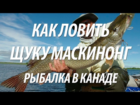 Видео: ЩУКА МАСКИНОНГ НА СПИННИНГ. РЫБАЛКА В КАНАДЕ НА РЫБУ МАСКИНОНГА И БАССА