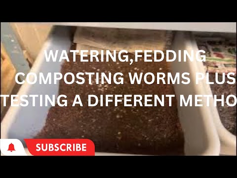 Видео: Полив и кормление червей. Тестирование другого метода разведения #redwigglers #wormcomposting