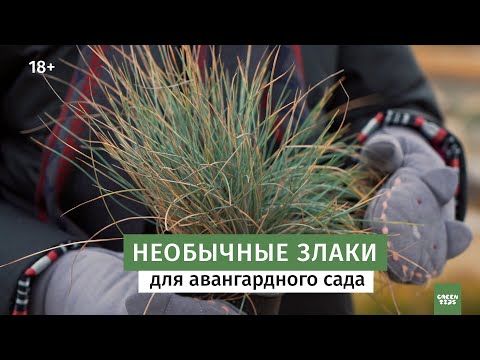 Видео: Ландшафтные композиции со злаками.