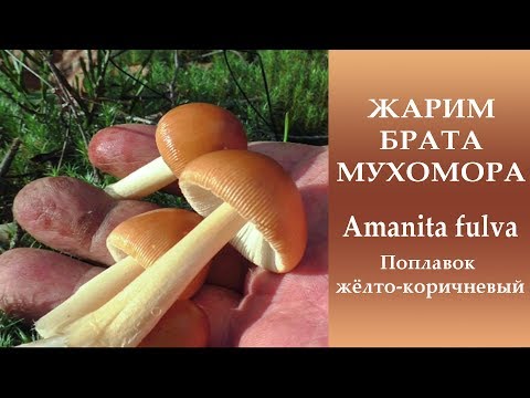 Видео: Жарим брата мухомора.. Amanita fulva - Поплавок жёлто-коричневый