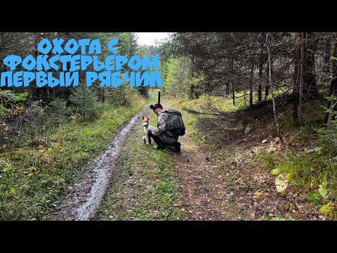 Видео: Охота с Фокстерьером на рябчика в Манской тайге. Красноярский край, Восточный Саян. 15.09.2022