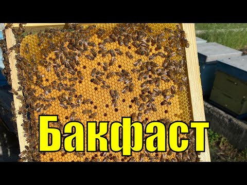 Видео: Матки Бакфаст от Скупновых!!! Часть 2!!!