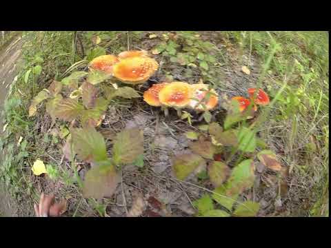 Видео: О! О! Мухомор. Пройду мимо. Или нет?