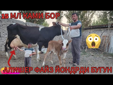 Видео: АЛИШЕР ФАЙЗДА ЭНГ АРЗОН МОЛАР ЭНДИ ШУ АКАМЗДА ОЛГАН ОЛАМ БАРАКА ТОПАДИ БУГУН ДУСЛАР 