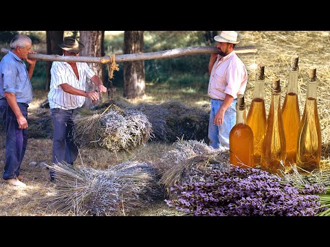 Видео: Лавандовая эссенция. Сбор урожая серпом и ремесленная ДИСТИЛЛЯЦИЯ его аромата | Документальный фильм