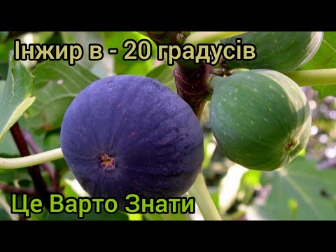 Видео: Інжир в -20 градусів. Як зимує інжир під агроволокном.
