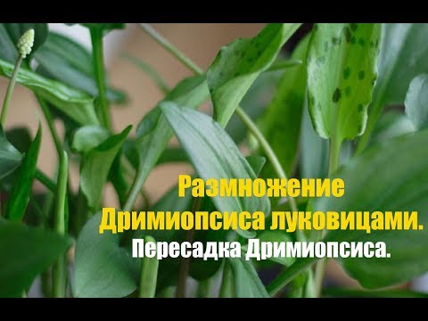 Видео: Размножение Дримиопсиса луковицами. Как правильно размножать Дримиопсис?