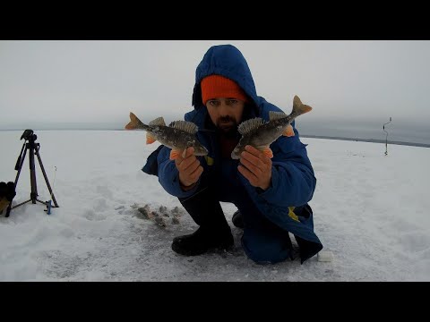 Видео: Сямозеро|Куха Губа|Дала рыбки