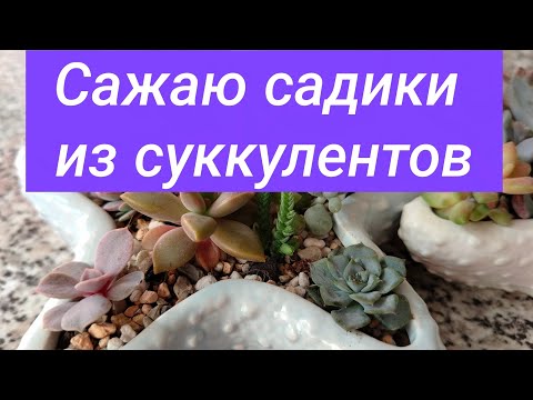 Видео: Сажаю садики из суккулентов.