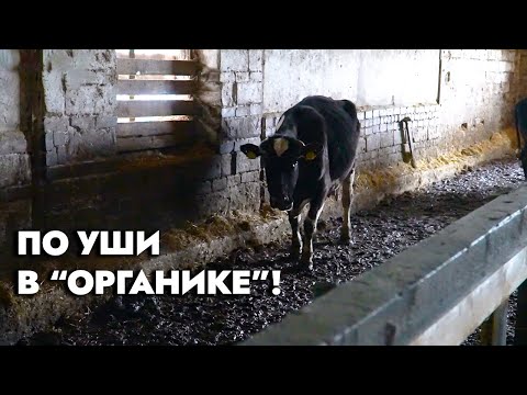 Видео: Скот в фекалиях, хлев покосился, работники пьют! | Рейд по хозяйствам | Народный контроль