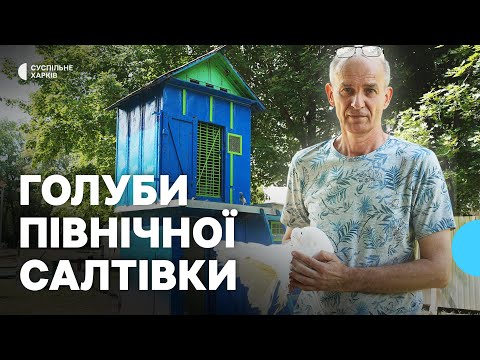Видео: Доглядає голубів на Північній Салтівці у Харкові попри війну: історія Олега Гаврішенка