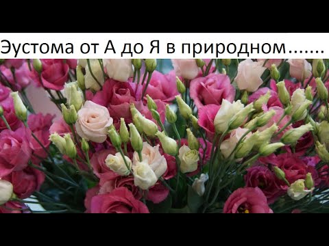 Видео: Эустома от А до Я в природном земледелии.