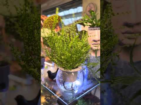 Видео: Обзор растений. 1 часть🌿