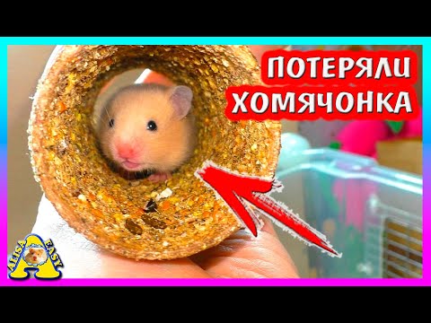 Видео: КУДА ДЕЛСЯ хомячонок? / ОПРЕДЕЛЯЕМ пол ХОМЯЧАТ / Сирийсские Хомки / Alisa Easy Pets