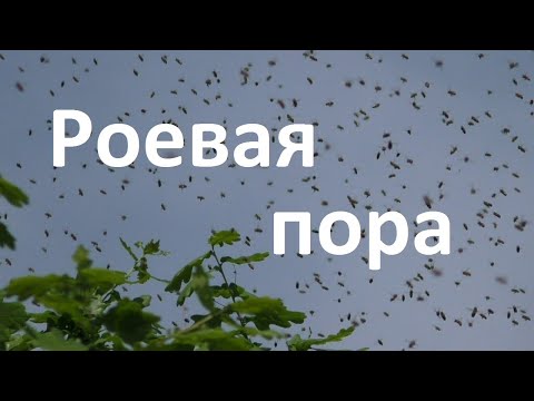 Видео: Что я делаю на пасеке в роевую пору