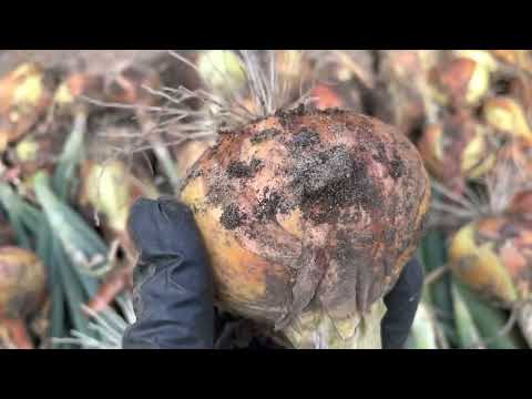 Видео: Посадите лук и чеснок так и он не будет гнить.