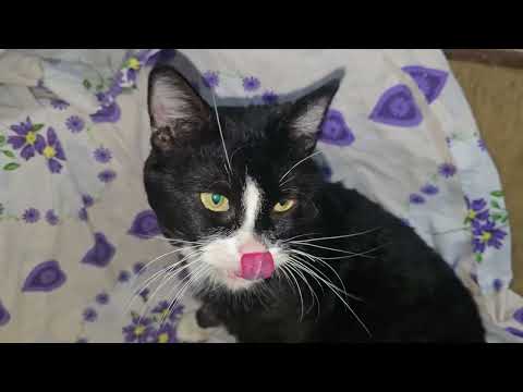 Видео: Ну как их не любить?