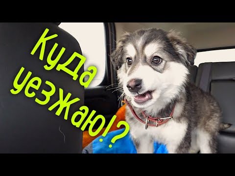 Видео: Нашел семью щенку. Хулиганка, а не собака.:)