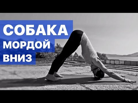 Видео: Собака Мордой Вниз – Техника выполнения Адхо Мукха Шванасана